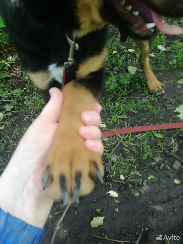 Собака (щенок) в добрые руки купить на Зозу.ру - фотография № 4