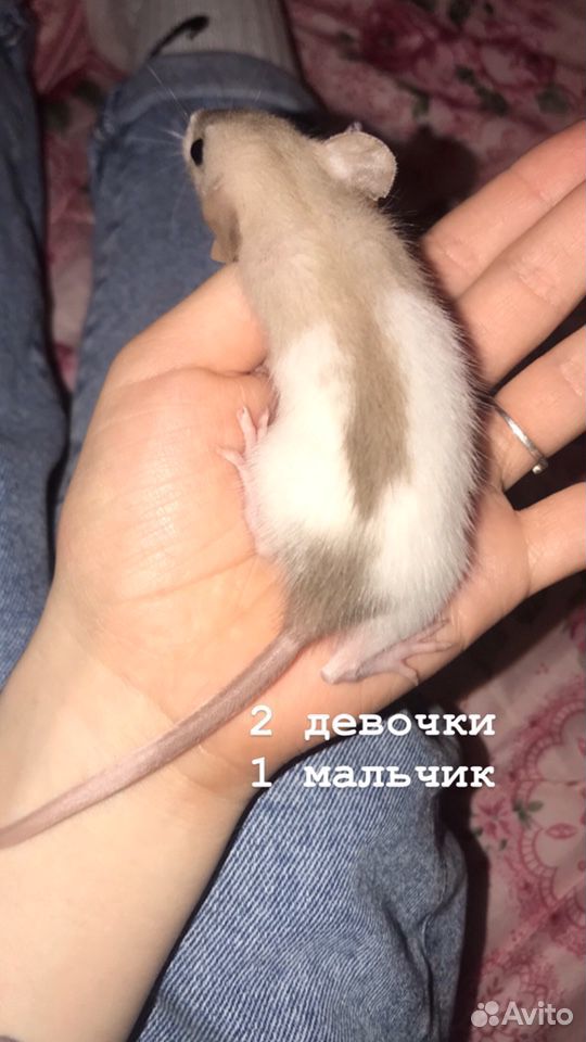 Крысята купить на Зозу.ру - фотография № 1