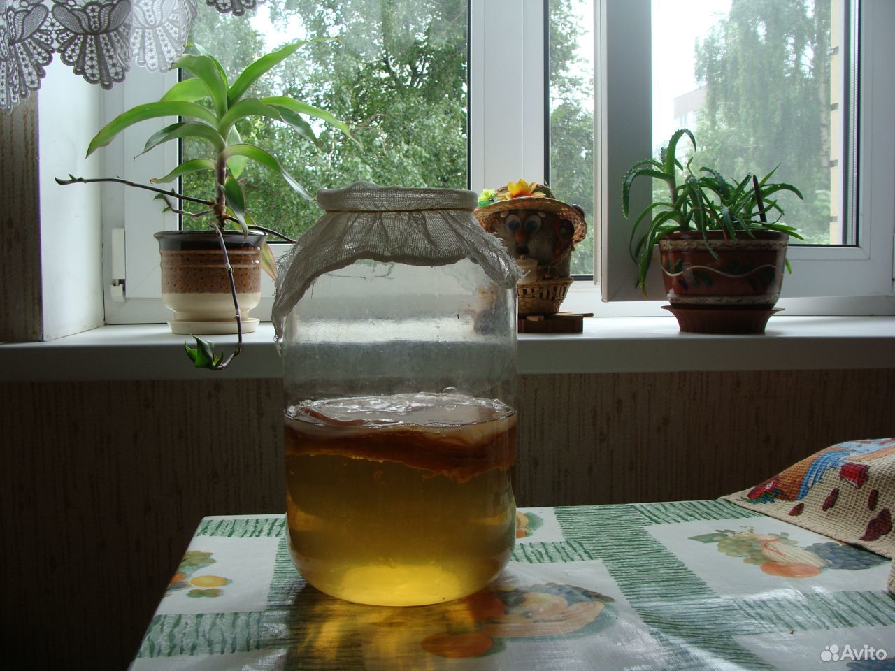 Чайный гриб купить на Зозу.ру - фотография № 1