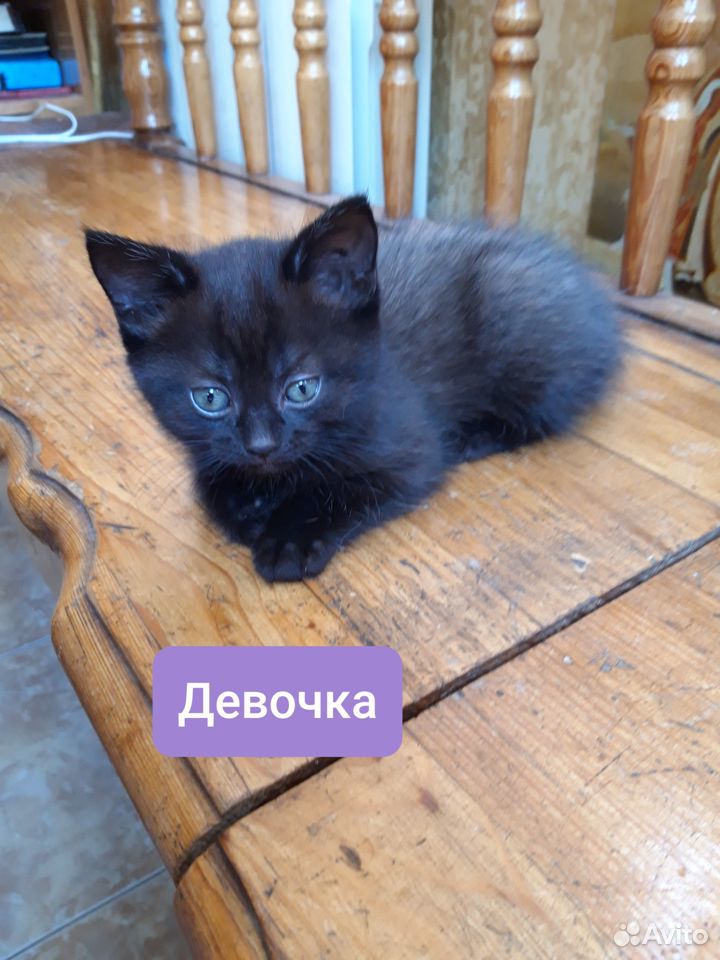 Отдам котят в хорошие руки) купить на Зозу.ру - фотография № 3