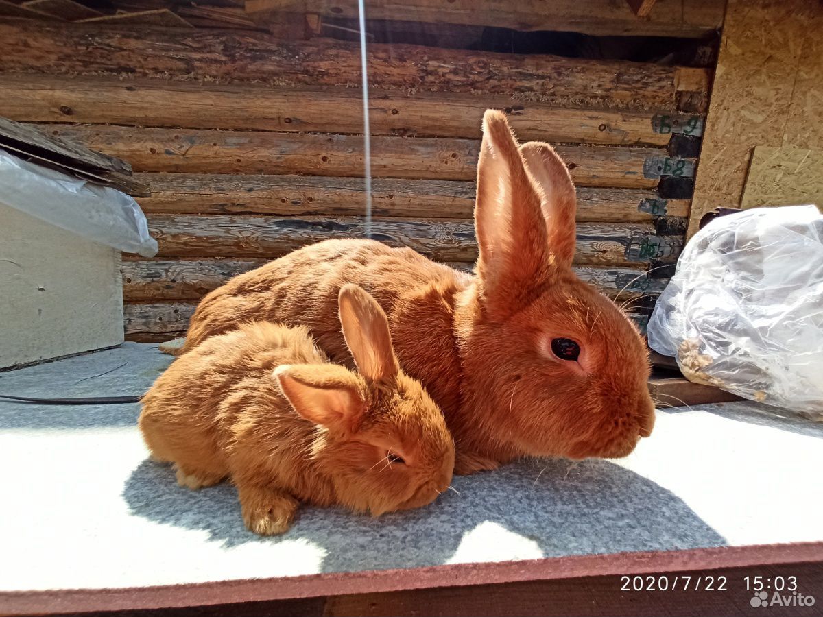 Крольчата нзк купить на Зозу.ру - фотография № 4