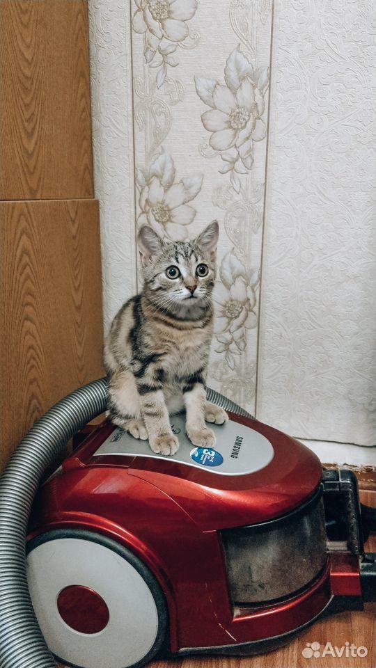 Очаровательный котёнок в добрые руки купить на Зозу.ру - фотография № 2