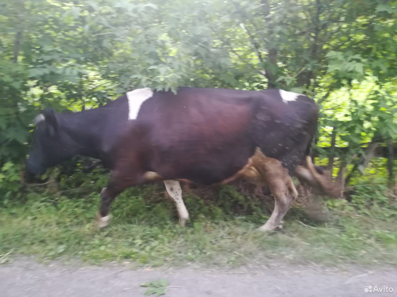 Продам коров на мясо купить на Зозу.ру - фотография № 1