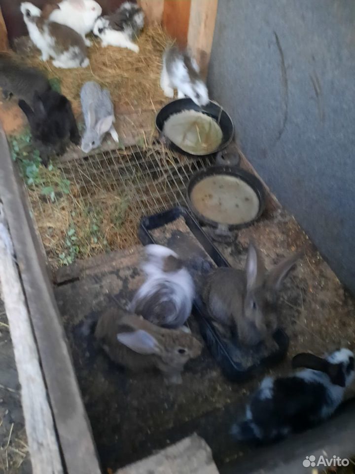 Продам крольчат 2,5 -3 месяца,смесь нпв с домашним купить на Зозу.ру - фотография № 3