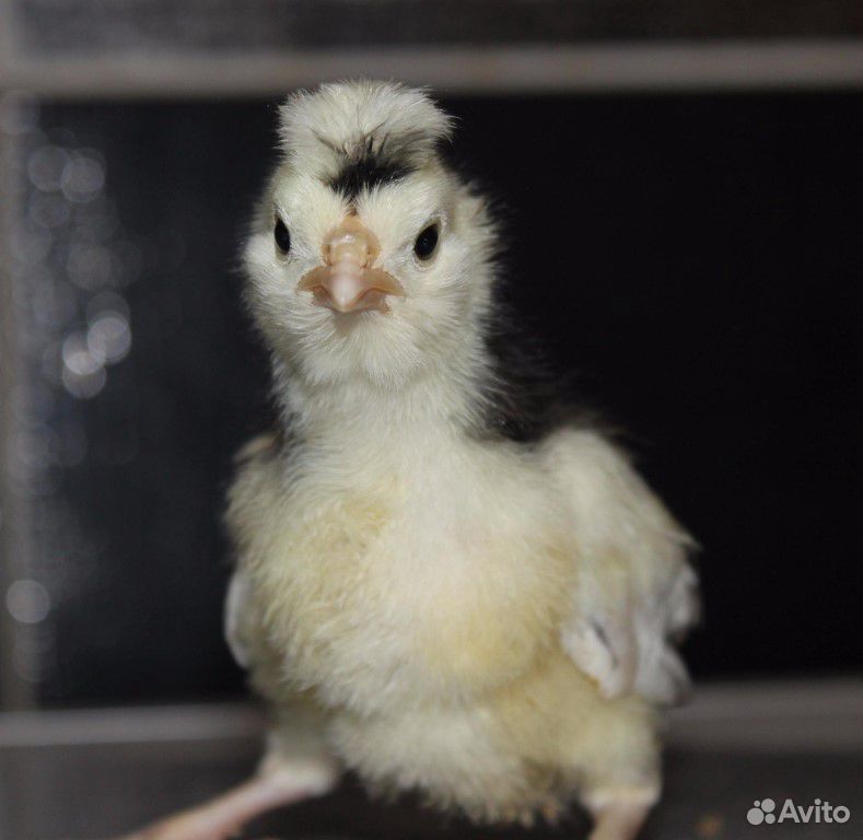 Породистые цыплята, инкубационное яйцо, несушки купить на Зозу.ру - фотография № 1