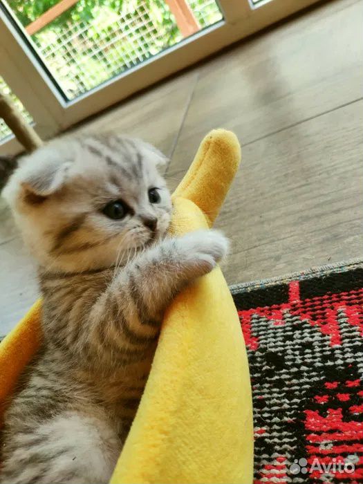 Кошка в надежные и заботливые руки купить на Зозу.ру - фотография № 1