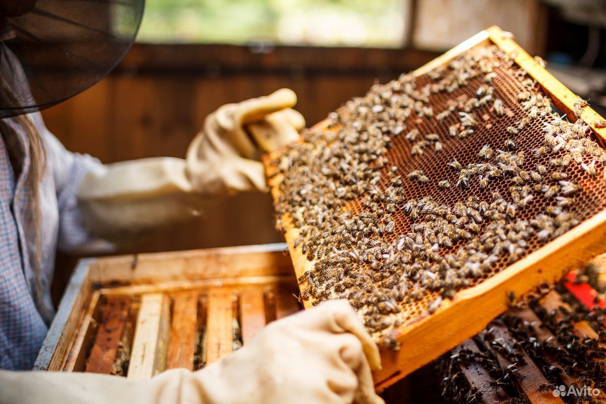 Майский мёд купить мед купить на Зозу.ру - фотография № 1