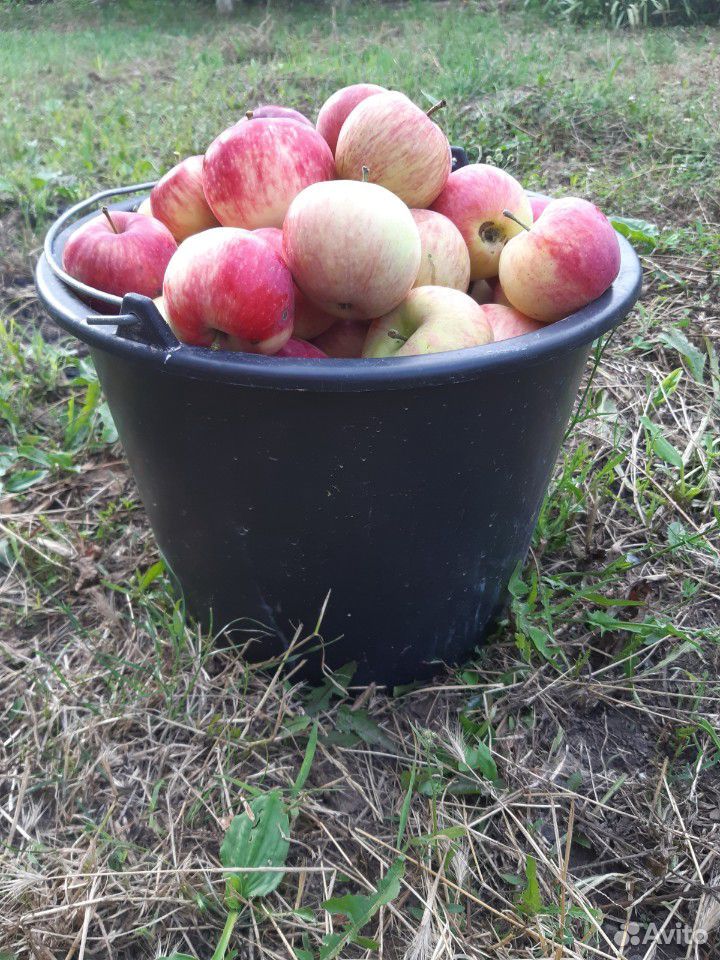 Яблоки домашние свежесобранные купить на Зозу.ру - фотография № 3