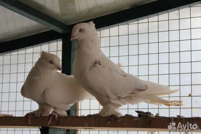 Продаю андижанских голубей купить на Зозу.ру - фотография № 2