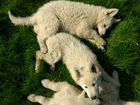 Малыши бшо - щенята белой овчарки объявление продам