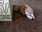 Бежевый кот объявление продам