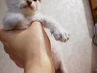 Котёнок корниш-рекс объявление продам