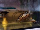 Красноухие черепахи с аквариум 100 литров объявление продам