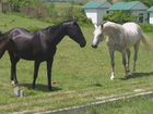 Ахалтекинские лошади объявление продам