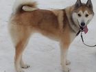 Продам щенков Западно-Сибирской лайки объявление продам