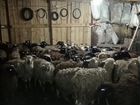 Овцы объявление продам