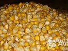 Продам зерно кукурузы объявление продам