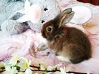 Декоративный карликовый кролик девочка 1,5мес объявление продам