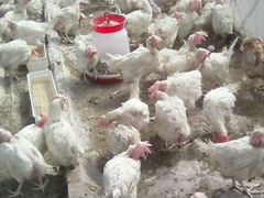 Несушка с птицефабрики кол-во ограниченно