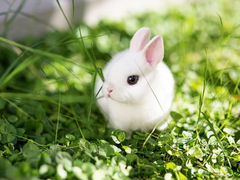 Карликовый кролик
