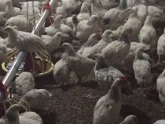 Цыплята серебристые