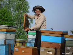 Продам пчелосемьи на высадку