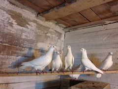 Продам белых голубей на торжество