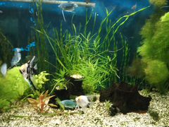 Рыбки Гуппи, живые аквариумные растения