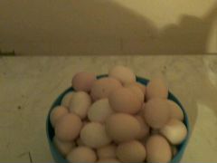 Продаются яйца адлерской серебрянки для инкубации