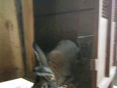 Продам кроликов породы серый великан
