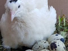 Перепела,инкубационное яйцо
