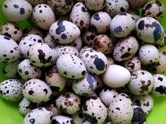 Яйца перепелиные домашние экологически чистые