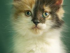 Молли - нежный котенок в дар