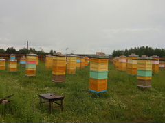 Пчеломаток породы Бакфаст