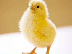 Цыплята яичной породы