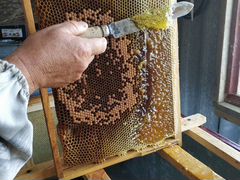 Мед от производителя