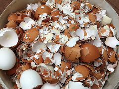 Яичная скорлупа на корм курам для яйценоскости