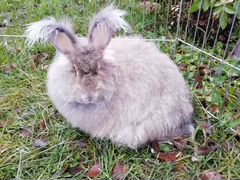Пуховый кролик (самка)