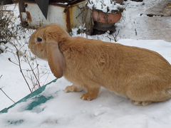Кролики, породы французский баран