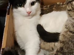 Черно-белый котёнок Рембо в дар в добрые руки