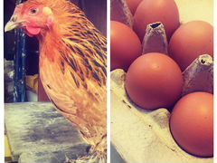 Яйца инкубационные от породистих кур