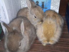 Кролики 1месяц