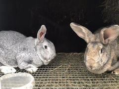 Породистые Кролики