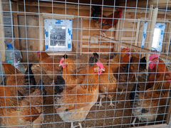 Продам инкубационное яйцо и цыплят