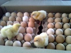 Цыпленок и яйцо на 19 марта