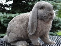 Продажа кролика породы французский баран