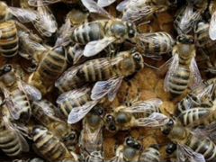 Пчелосемьи Карпатской породы