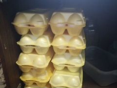 Яйцо инкубационное