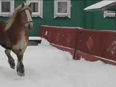 Лошадь Литовиц