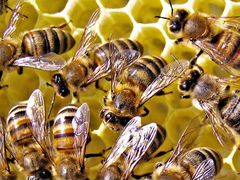 Пчелосемьи с ульями и инвентарем